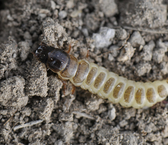 Precaución por incidencia de Zabro en los cereales de invierno