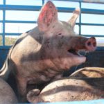 Nuevo curso de bienestar animal para transporte de animales vivos y explotaciones de ganado porcino
