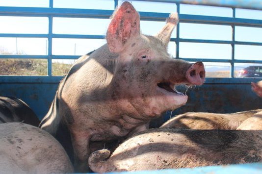 Nuevo curso de bienestar animal para transporte de animales vivos y explotaciones de ganado porcino