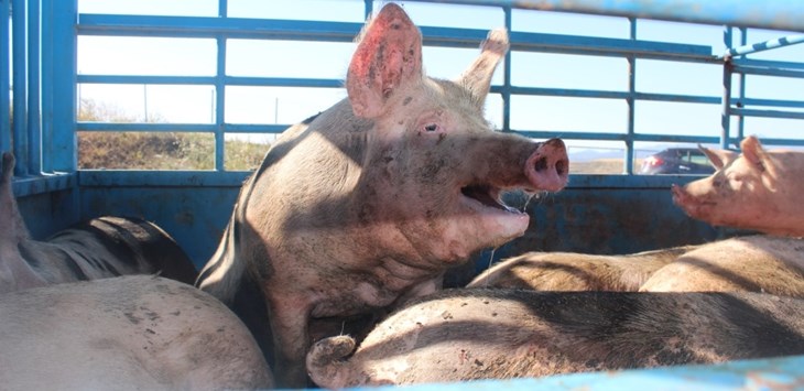 porcino transporte