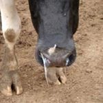 Publicado el RD para la erradicación de la rinotraqueítis bovina