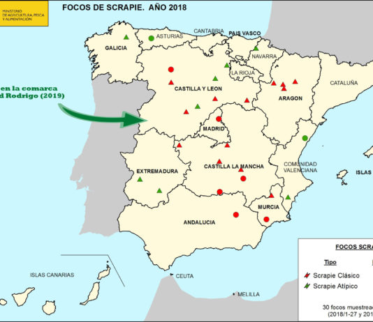 Detectado un nuevo foco de Scrapie en la comarca de Ciudad Rodrigo