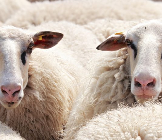 El Ministerio de Agricultura, Pesca y Alimentación coordina el pago de los anticipos de las ayudas directas de la PAC campaña 2019