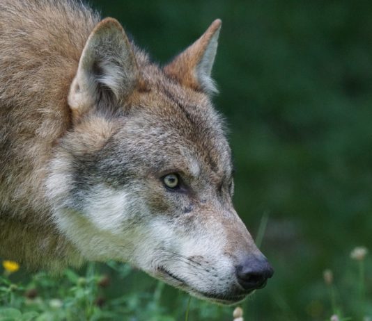 ASAJA Salamanca alerta sobre los incesantes ataques de lobo en Sobradillo