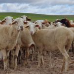 A punto de finalizar el plazo para la actualización del censo ganadero de ovino y porcino