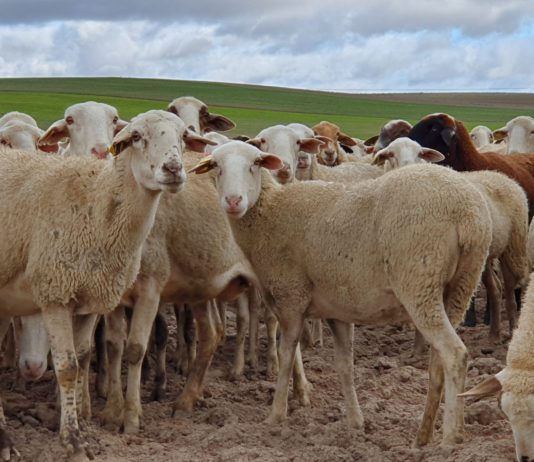 Lonja Agropecuaria de Salamanca del 13 de abril de 2020