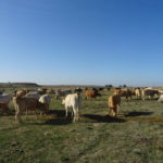 Olga Mínguez otorgará una charla para ASAJA Salamanca en Ciudad Rodrigo