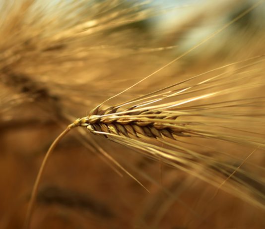 Lonja Agropecuaria de Salamanca del 26 de octubre de 2020