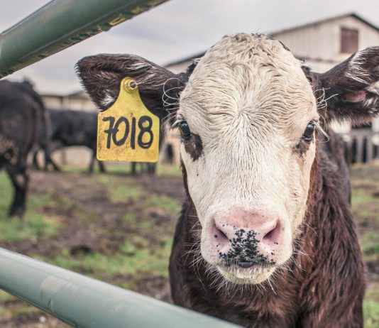 Lonja Agropecuaria de Salamanca del 3 de febrero de 2020