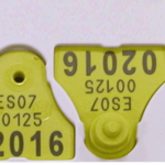 Más de tres millones para la compra de bolos y crotales