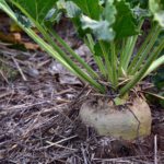 ASAJA recuerda la jornada formativa obligatoria a remolacheros con ayudas