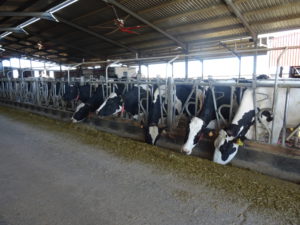 Explotación de vacas de leche en Alaraz, Salamanca. FOTO VGA
