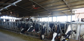 Explotación de vacas de leche en Alaraz, Salamanca. FOTO VGA