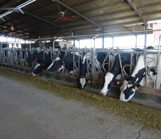 ASAJA: “El campo afrontará con responsabilidad y determinación su compromiso de proporcionar alimentos a la sociedad» Explotación de vacas de leche en Alaraz, Salamanca. FOTO VGA