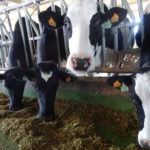ASAJA Salamanca informará a los ganaderos sobre la posibilidad de reclamar los importes presuntamente defraudados por las industrias lácteas Explotación de vacas de leche en Alaraz, Salamanca. FOTO VGA