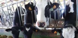 Explotación de vacas de leche en Alaraz, Salamanca. FOTO VGA