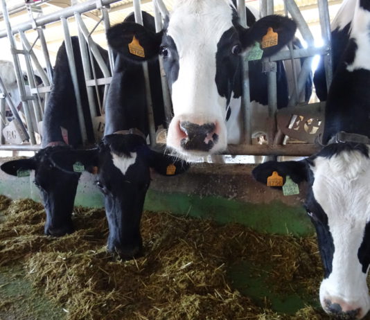 ASAJA Salamanca informará a los ganaderos sobre la posibilidad de reclamar los importes presuntamente defraudados por las industrias lácteas Explotación de vacas de leche en Alaraz, Salamanca. FOTO VGA