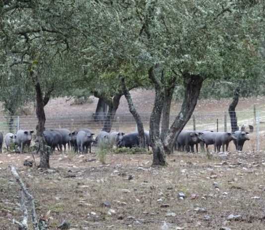 Lonja Agropecuaria de Salamanca del 2 de diciembre de 2019 Una explotación de cerdo ibérico, en Ciudad Rodrigo, Salamanca. FOTO: VGA