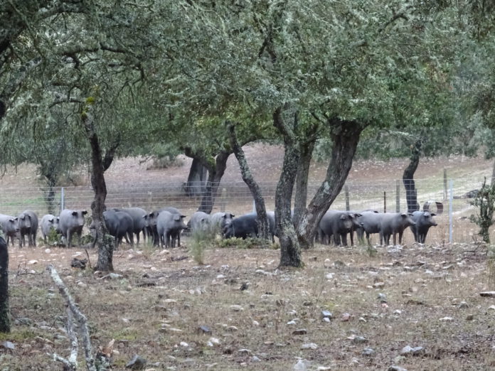 Una explotación de cerdo ibérico, en Ciudad Rodrigo, Salamanca. FOTO: VGA