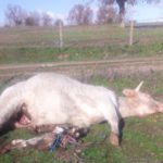 Los buitres acaban con la vida de una vaca y su ternero en La Vídola