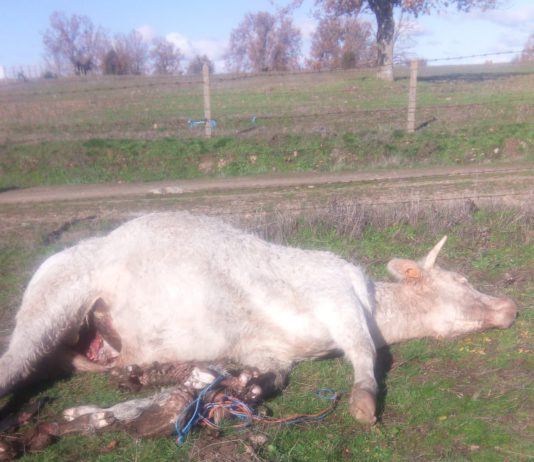 Los buitres acaban con la vida de una vaca y su ternero en La Vídola