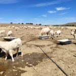 Ampliado el plazo para realizar las actividades que garanticen el suministro de agua en explotaciones ganaderas extensivas