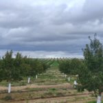 Identificados 36 cultivos alternativos Almendros. FOTO: VGA