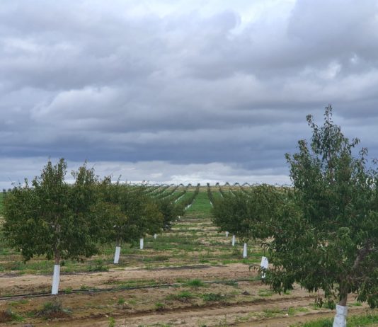 Identificados 36 cultivos alternativos Almendros. FOTO: VGA