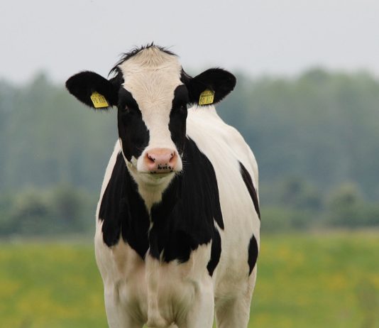 La leche de vaca en origen sube 3 cts en cinco años