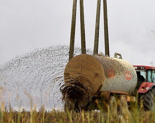 Permitida la aplicación de purín mediante platos o abanicos en 2020