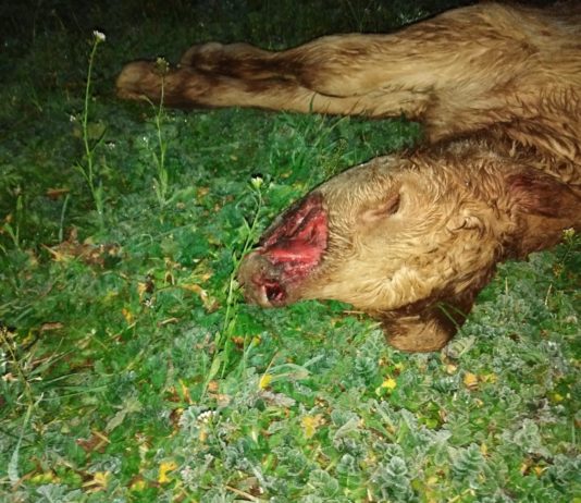 ASAJA Salamanca denuncia el ataque de tres zorras a una explotación de Ciudad Rodrigo