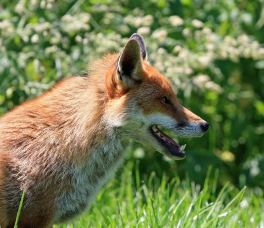 Los zorros matan un ternero recién parido en una explotación de Aldea del Obispo