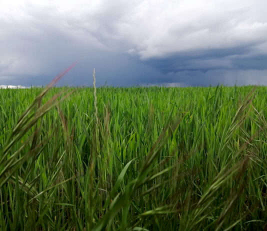 Lonja Agropecuaria de Salamanca del 27 de abril de 2020