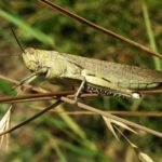 La FAO progresa en la lucha contra la langosta del desierto en África oriental y Yemen, pero persiste la amenaza para la seguridad alimentaria