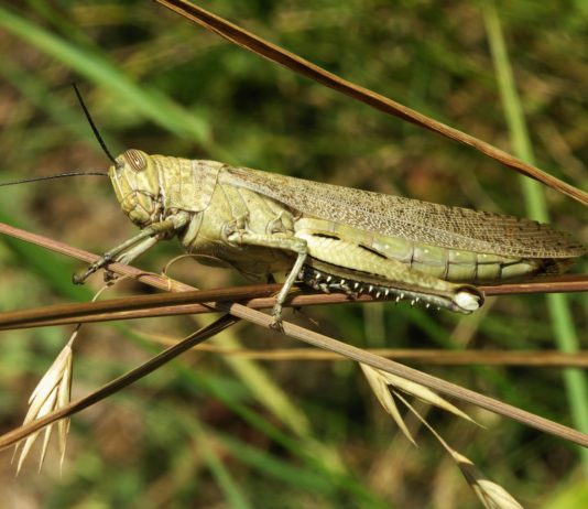 La FAO progresa en la lucha contra la langosta del desierto en África oriental y Yemen, pero persiste la amenaza para la seguridad alimentaria