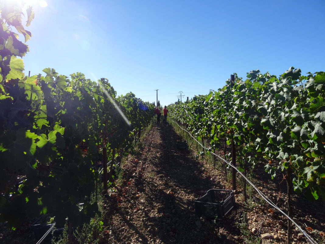 Viñedo, en la provincia de Salamanca. FOTO: VGA Viñedo, en la provincia de Salamanca. FOTO: VGA