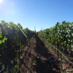 La superficie destinada a producción ecológica crece un 18 % en la Comunidad Viñedo, en la provincia de Salamanca. FOTO: VGA