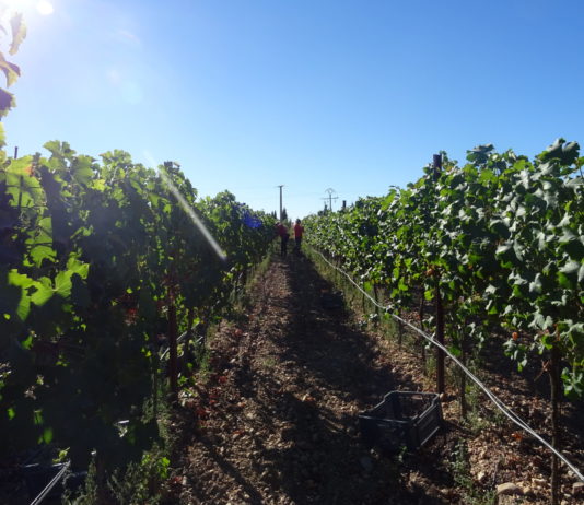 La superficie destinada a producción ecológica crece un 18 % en la Comunidad Viñedo, en la provincia de Salamanca. FOTO: VGA