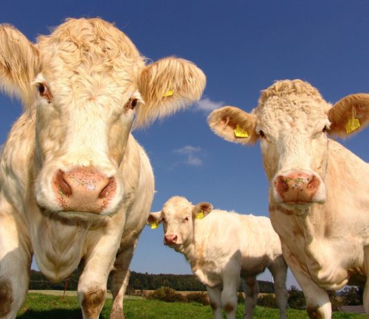 España consigue la apertura del mercado de Filipinas a la carne de vacuno