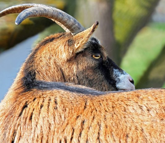 ASAJA pide que las ayudas para sectores en crisis como el ovino y el caprino se centren en los profesionales del campo