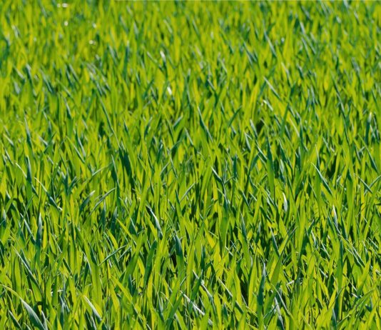 Lonja Agropecuaria de Salamanca del 11 de mayo de 2020