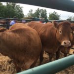 El 20 de junio finaliza el plazo para las ayudas al fomento de crías de razas puras