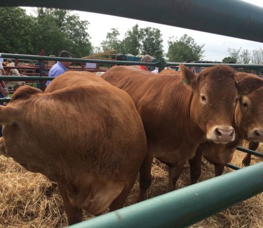 El 20 de junio finaliza el plazo para las ayudas al fomento de crías de razas puras