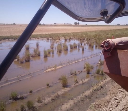 ASAJA Salamanca augura importantes pérdidas en la campaña de patata