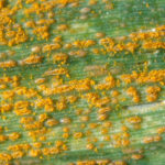 Se recomienda la vigilancia en los cereales y leguminosas por hongos, insectos y bacterias