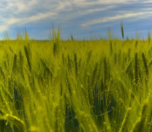 Lonja Agropecuaria de Salamanca del 18 de mayo de 2020