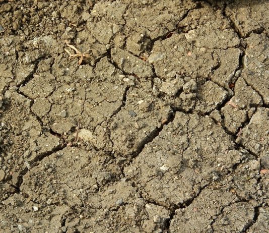 El Consejo de Ministros aprueba un RD para explotaciones que sufrieron la sequía en 2019