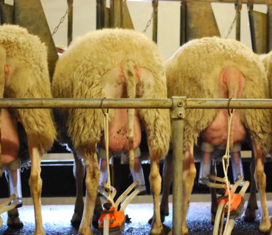 La falta de rentabilidad provoca una reducción de un 7’2 % de explotaciones de ovino de leche