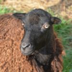 El Gobierno aprueba ayudas para ganaderos de ovino y caprino con dificultades de comercialización por COVID-19