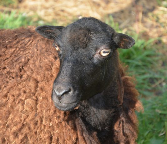 El Gobierno aprueba ayudas para ganaderos de ovino y caprino con dificultades de comercialización por COVID-19